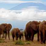 BANNER AmboseliWildlifeElephant3