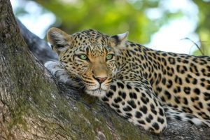 Christmas flying package to Maasai Mara