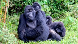 7 Days Trekking And Gorilla Safari -Rwanda