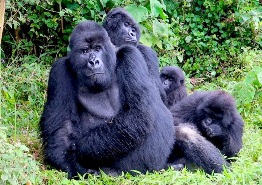 7-days-trekking-and-gorilla-safari