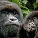 rwanda gorillas