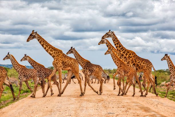 Top Trips to Kenya Safari Adventures - Tour Activities