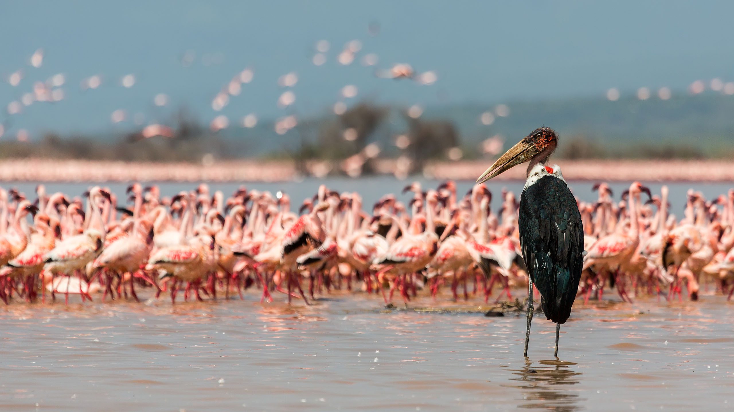 Lake Naivasha