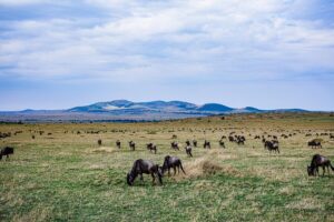 wildebeest wildlife animals mammals savanna grassland maasai mara national game reserve park narok c 257688 4488