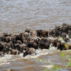 Masai Mara safari Great Migration