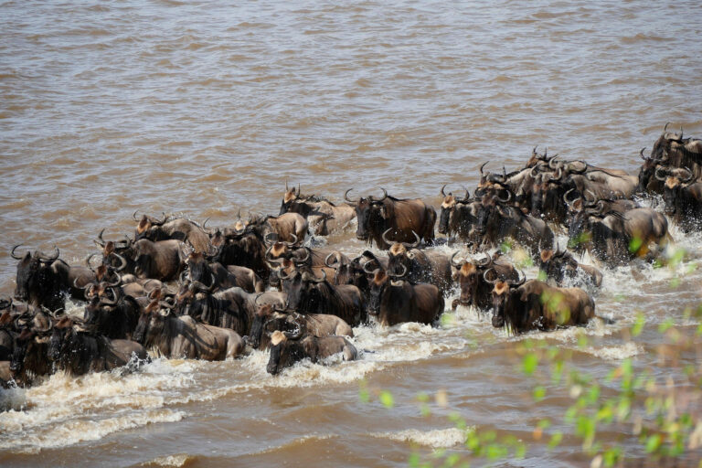 Masai Mara safari Great Migration