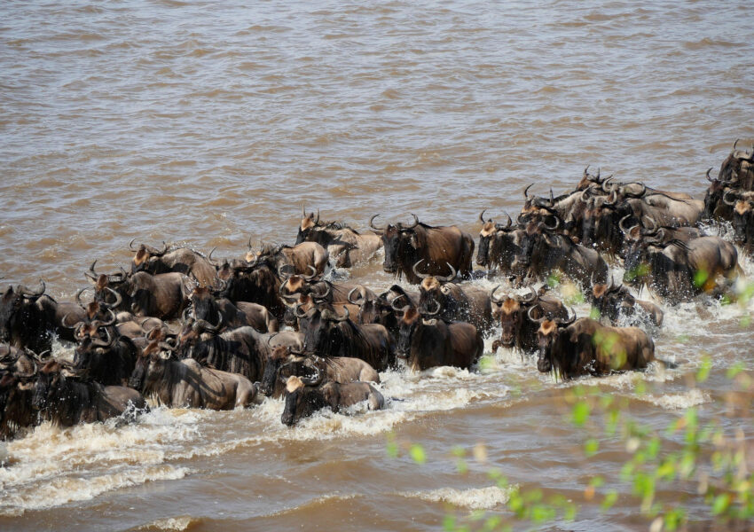 Masai Mara safari Great Migration