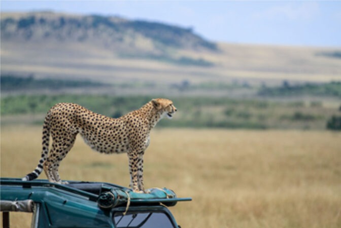 Kenya Safari Destination