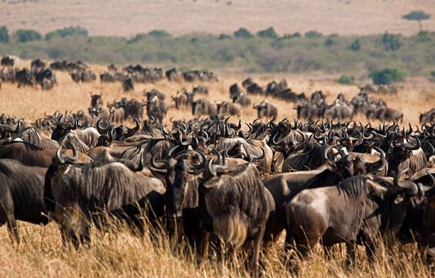 The Great Wildebeest Migration