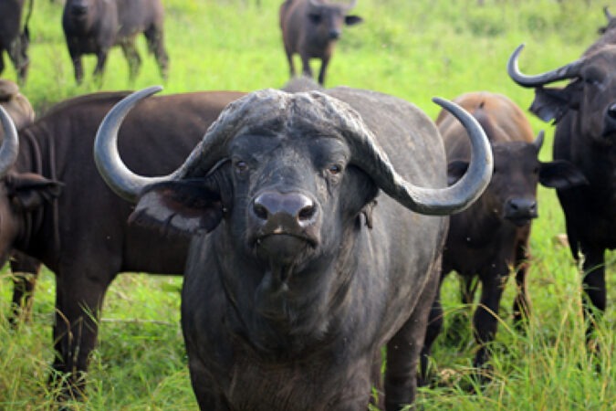 Big Five Sfari In Kenya