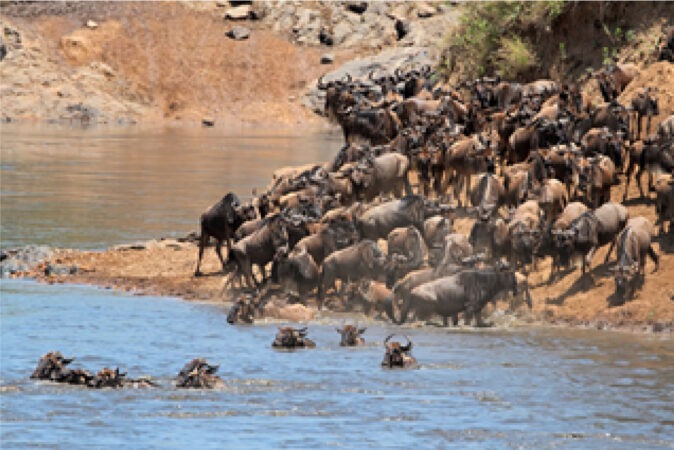 Great Migration Masai Mara